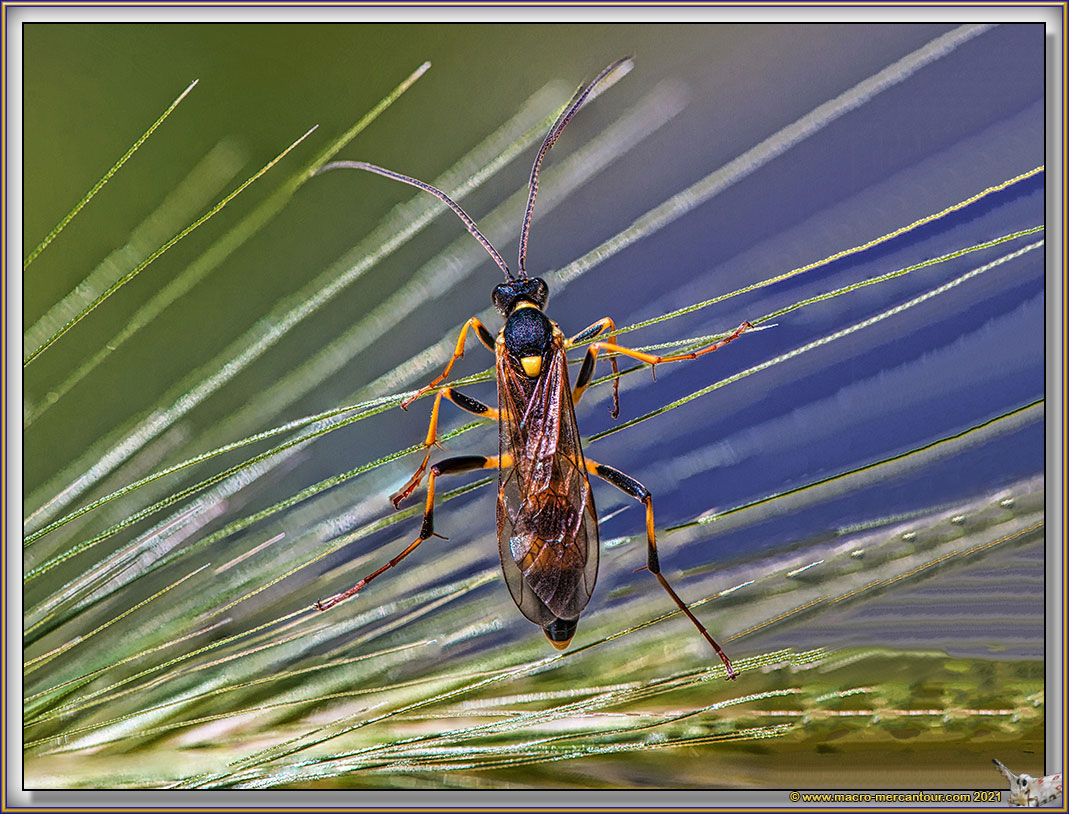 Clytus Arietis
